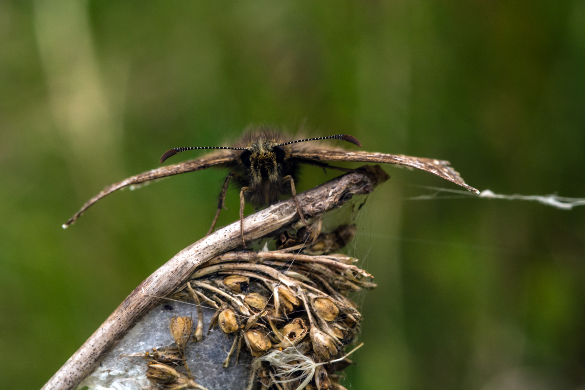 Nikon D7100 + AF Micro-Nikkor 60mm f/2.8 sample photo. Get out of my way, i'm taking off! photography