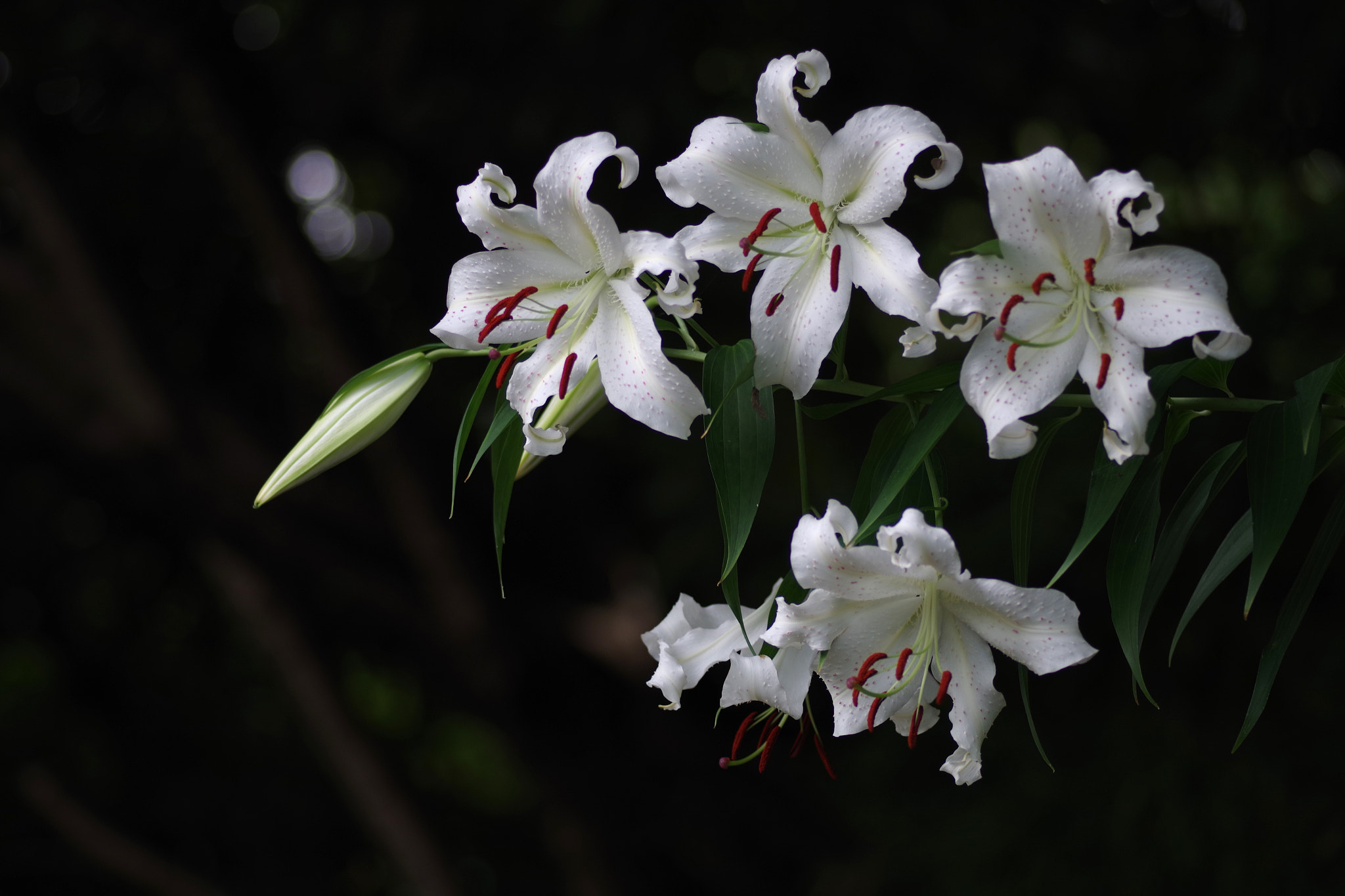 Pentax smc D-FA 100mm F2.8 Macro WR sample photo. Lilium auratum (ヤマユリ) photography