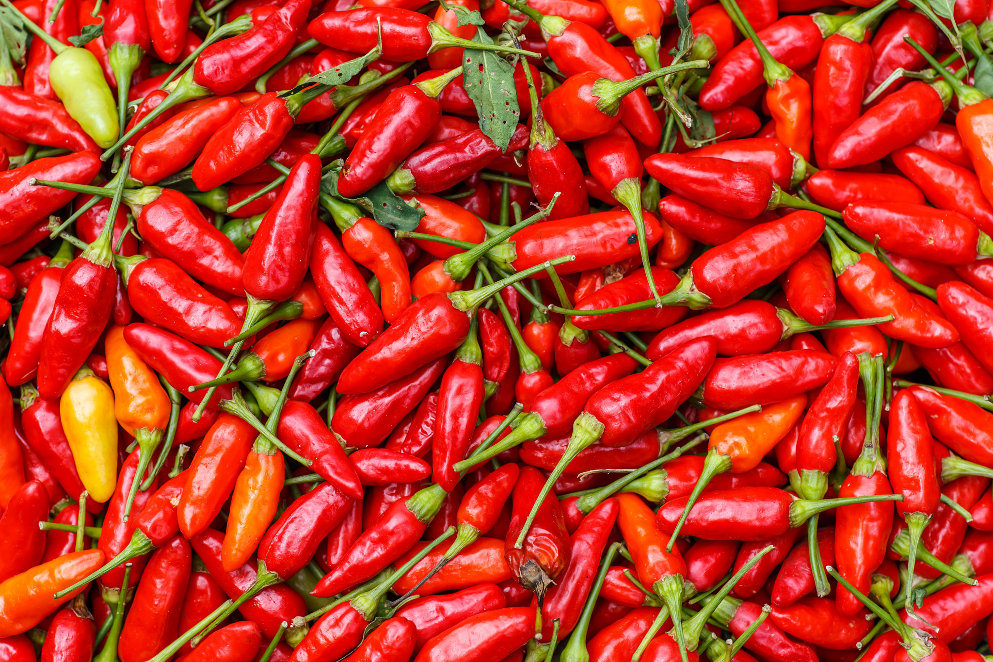 Canon EOS 6D + Tamron SP AF 90mm F2.8 Di Macro sample photo. Red chili pepper group prepared to dry photography