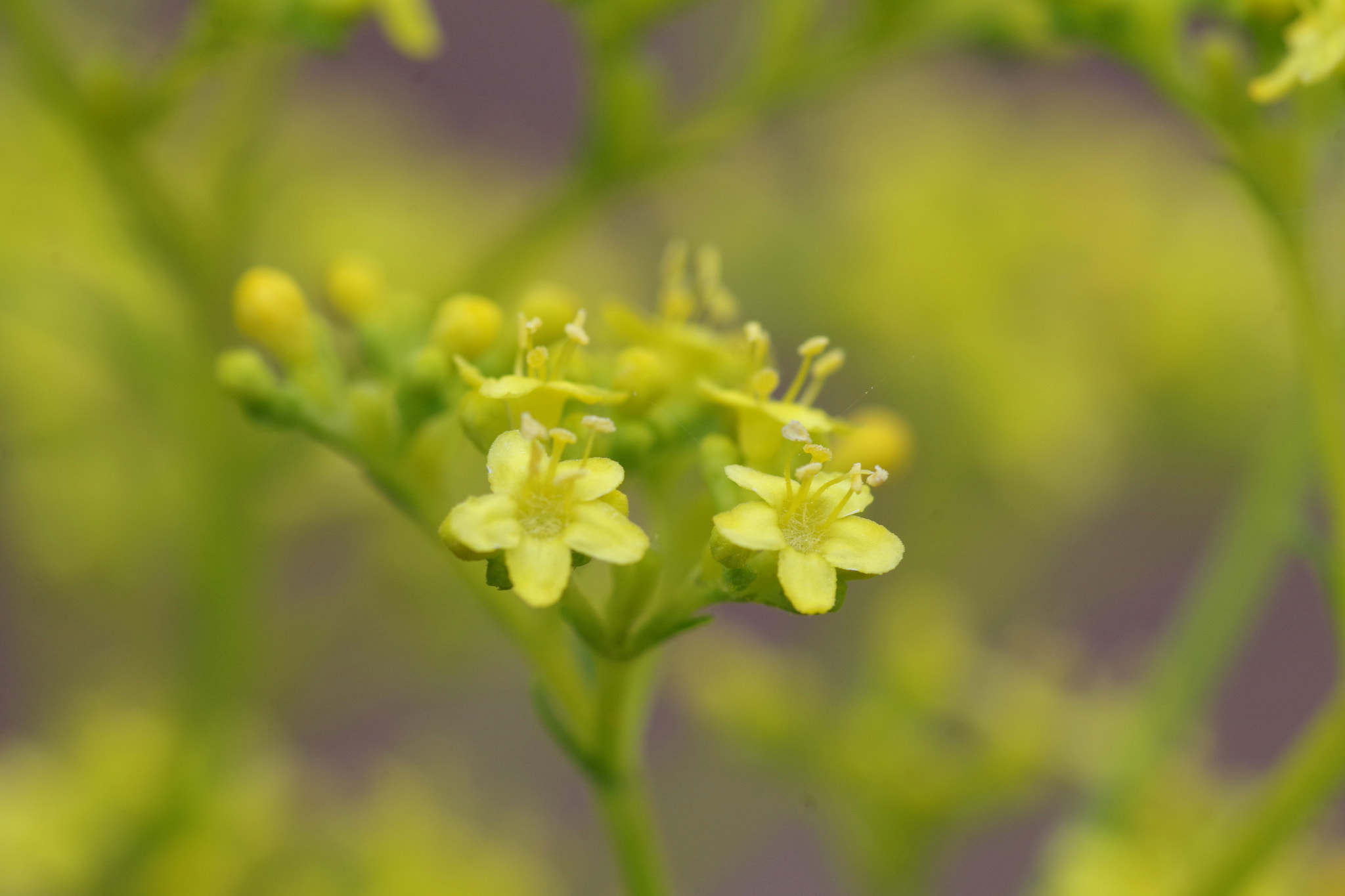 Pentax smc D-FA 100mm F2.8 Macro WR sample photo. Patrinia scabiosifolia (オミナエシ) photography