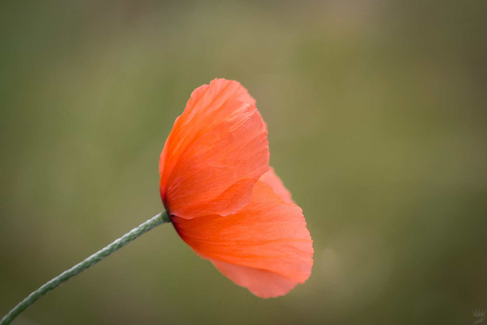 Canon EOS 550D (EOS Rebel T2i / EOS Kiss X4) + Sigma 105mm F2.8 EX DG OS HSM sample photo. Lonely poppy photography