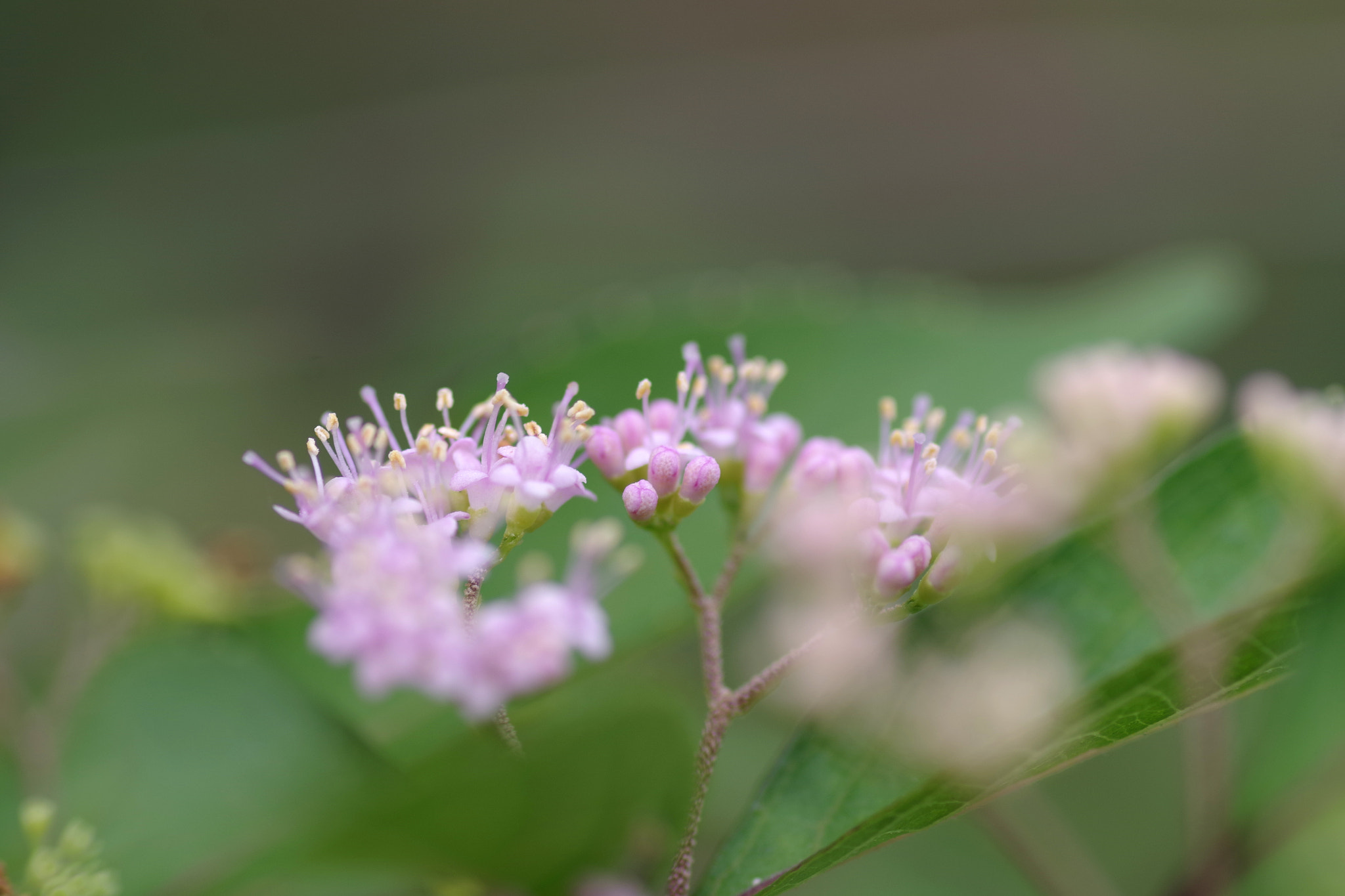 Pentax smc D-FA 100mm F2.8 Macro WR sample photo. Callicarpa dichotoma (コムラサキ) photography