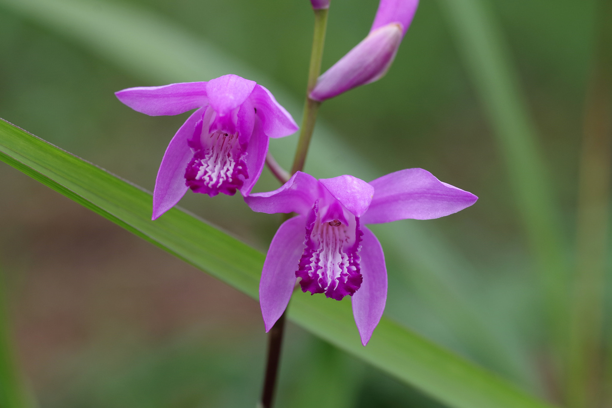 Pentax smc D-FA 100mm F2.8 Macro WR sample photo. Bletilla (シラン) photography