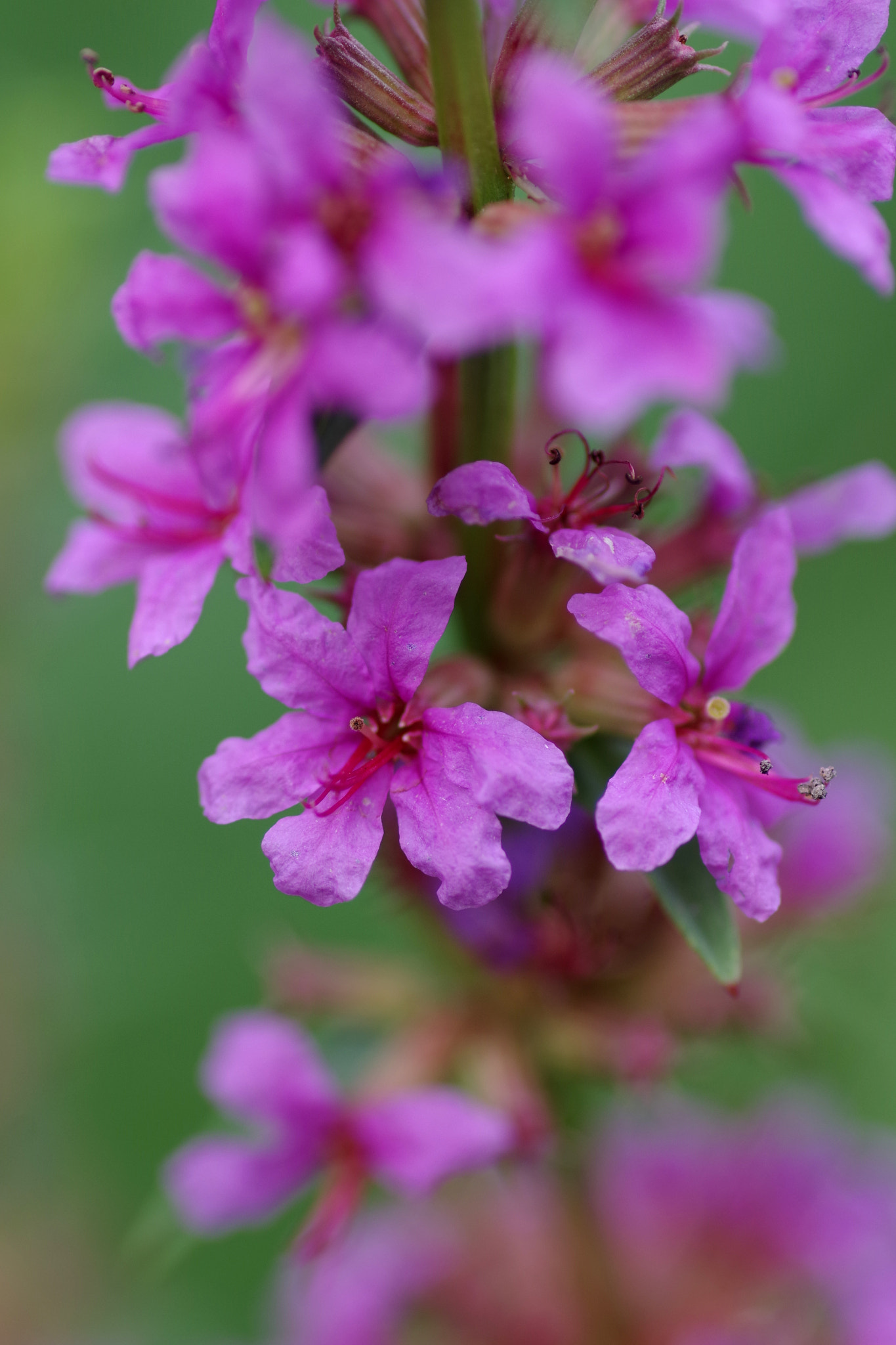 Pentax smc D-FA 100mm F2.8 Macro WR sample photo. Lythrum anceps (ミソハギ) photography