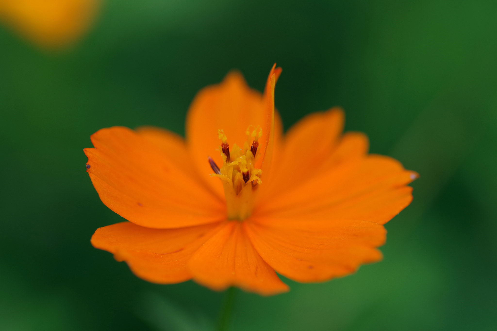 Pentax smc D-FA 100mm F2.8 Macro WR sample photo. Cosmos sulphureus (キバナコスモス) photography
