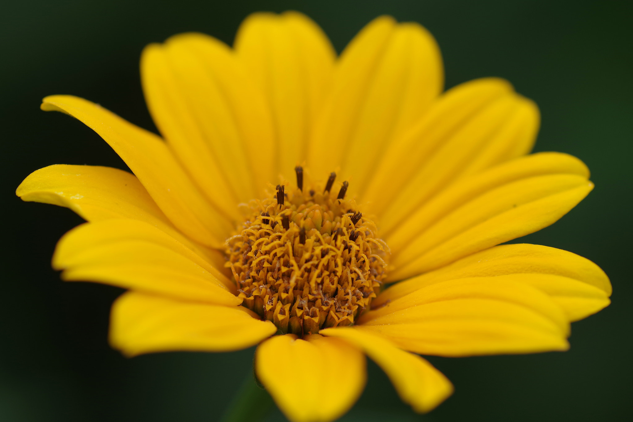 Pentax smc D-FA 100mm F2.8 Macro WR sample photo. Heliopsis helianthoides (キクイモモドキ) photography