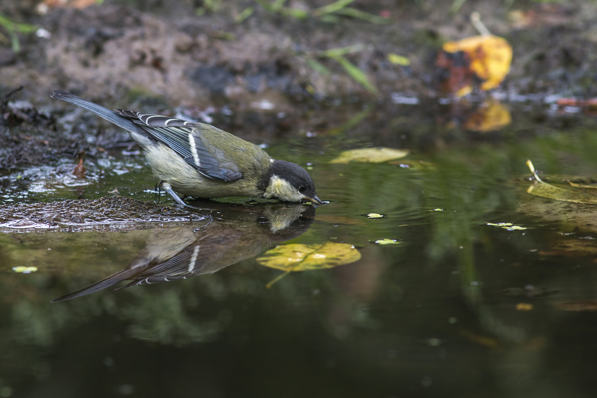 Canon EOS 70D + Canon EF 300mm F4L IS USM sample photo. Great tit - parus major photography