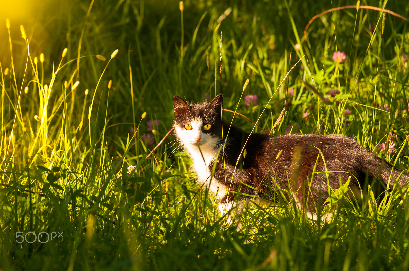 Sigma 70-200mm F2.8 EX DG OS HSM sample photo. ... photography