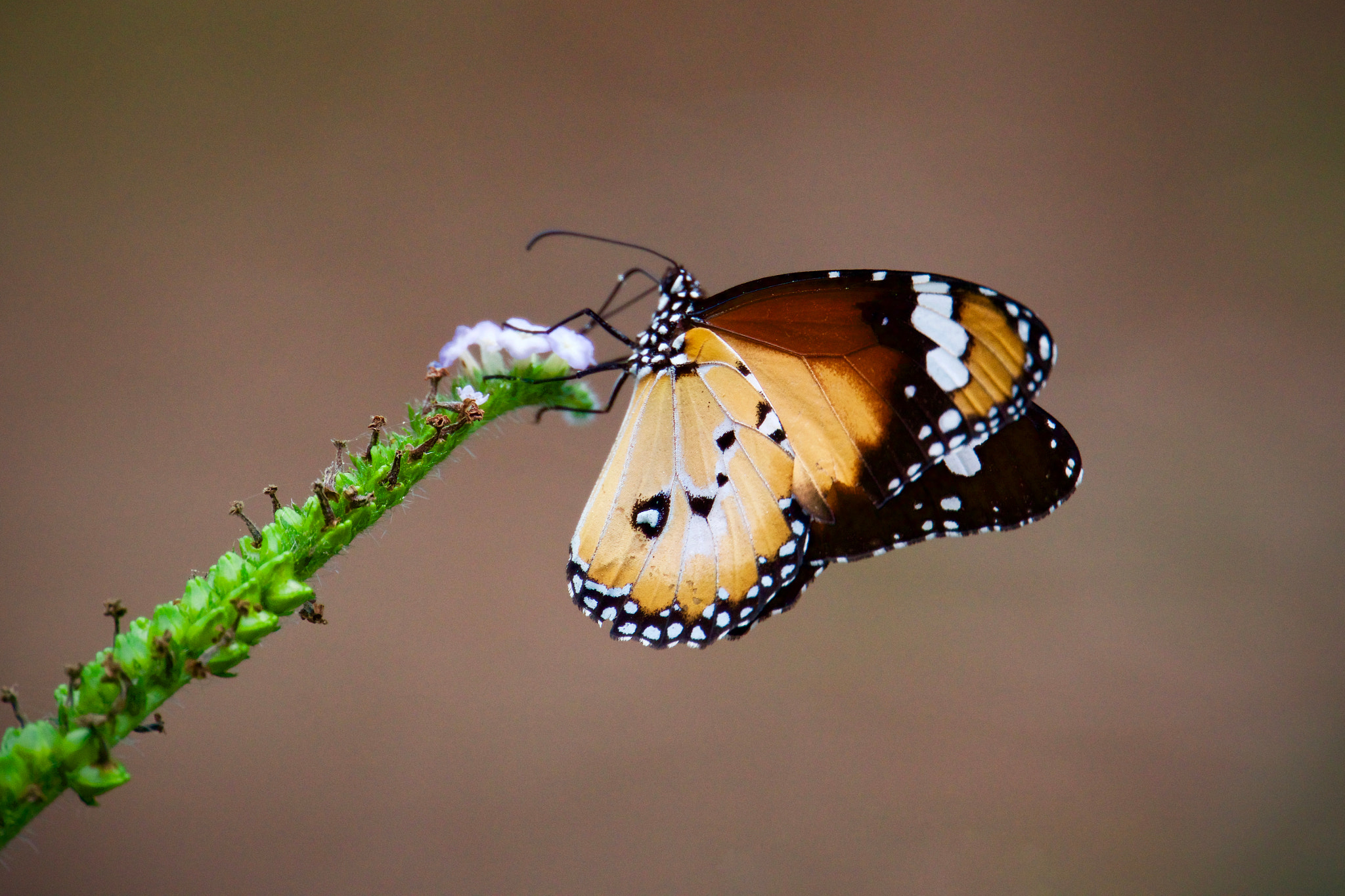 Sony E 18-200mm F3.5-6.3 OSS LE sample photo. Le papillon photography