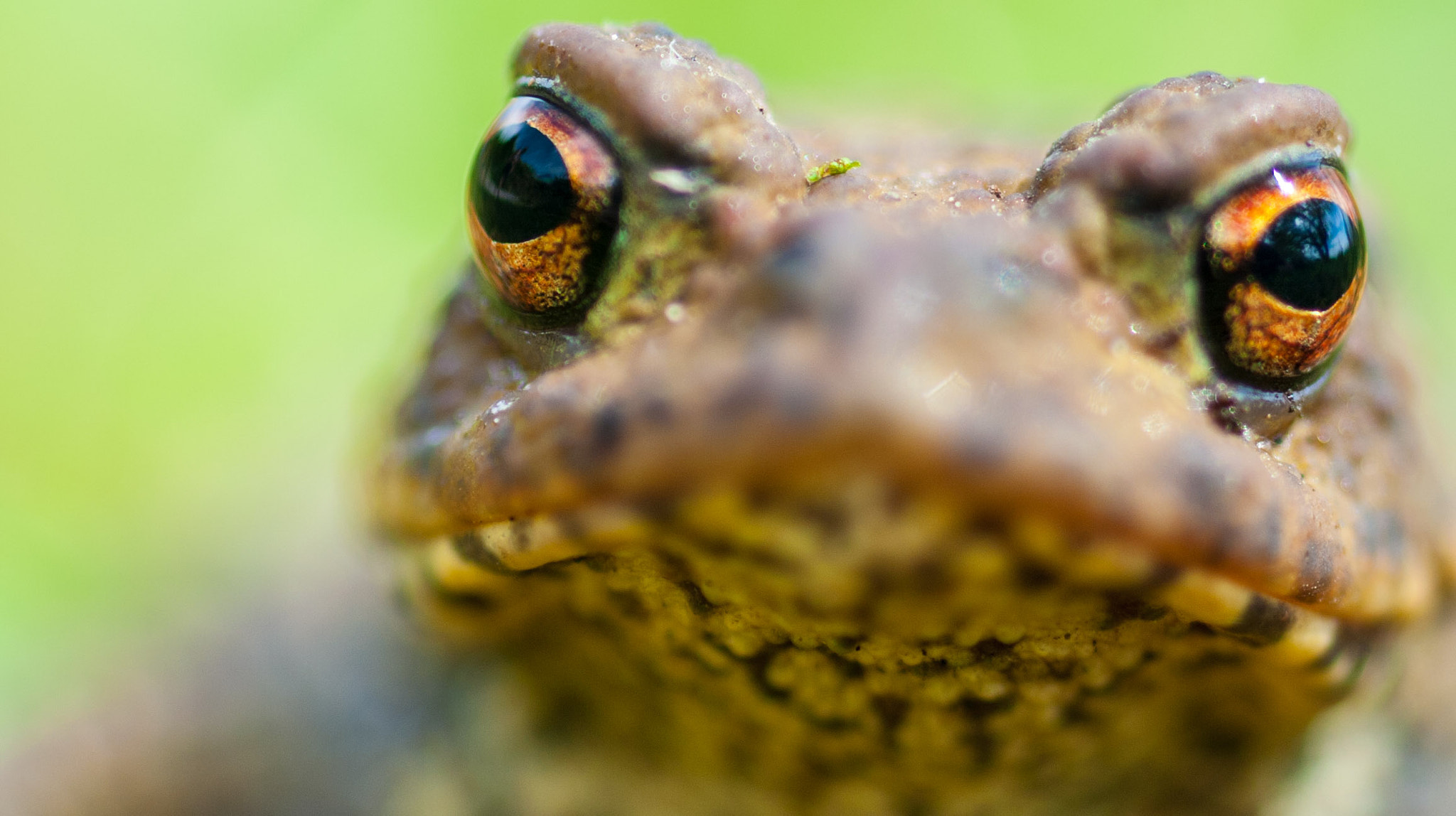 Nikon D700 + AF Micro-Nikkor 105mm f/2.8 sample photo. Common toad photography