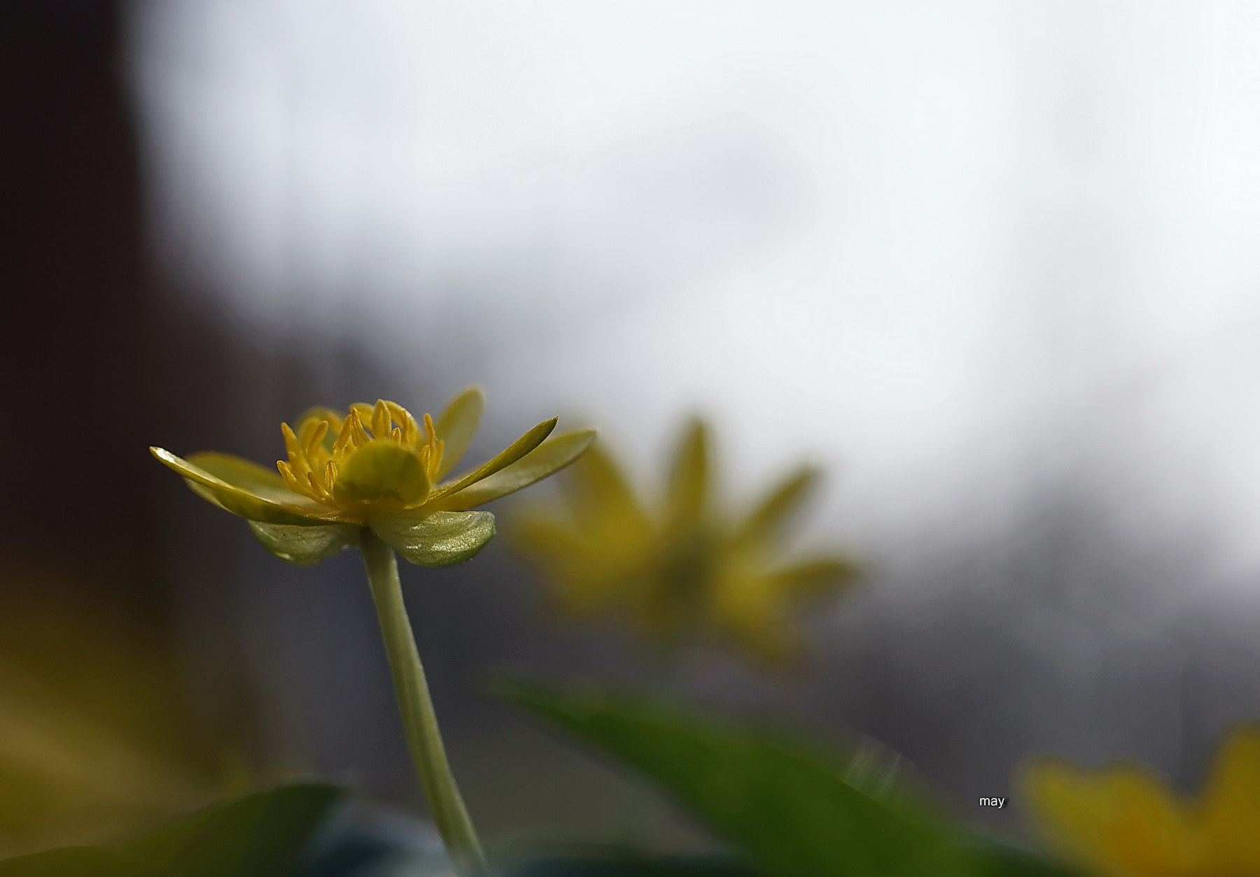 Sony SLT-A65 (SLT-A65V) sample photo. Mirages.. photography