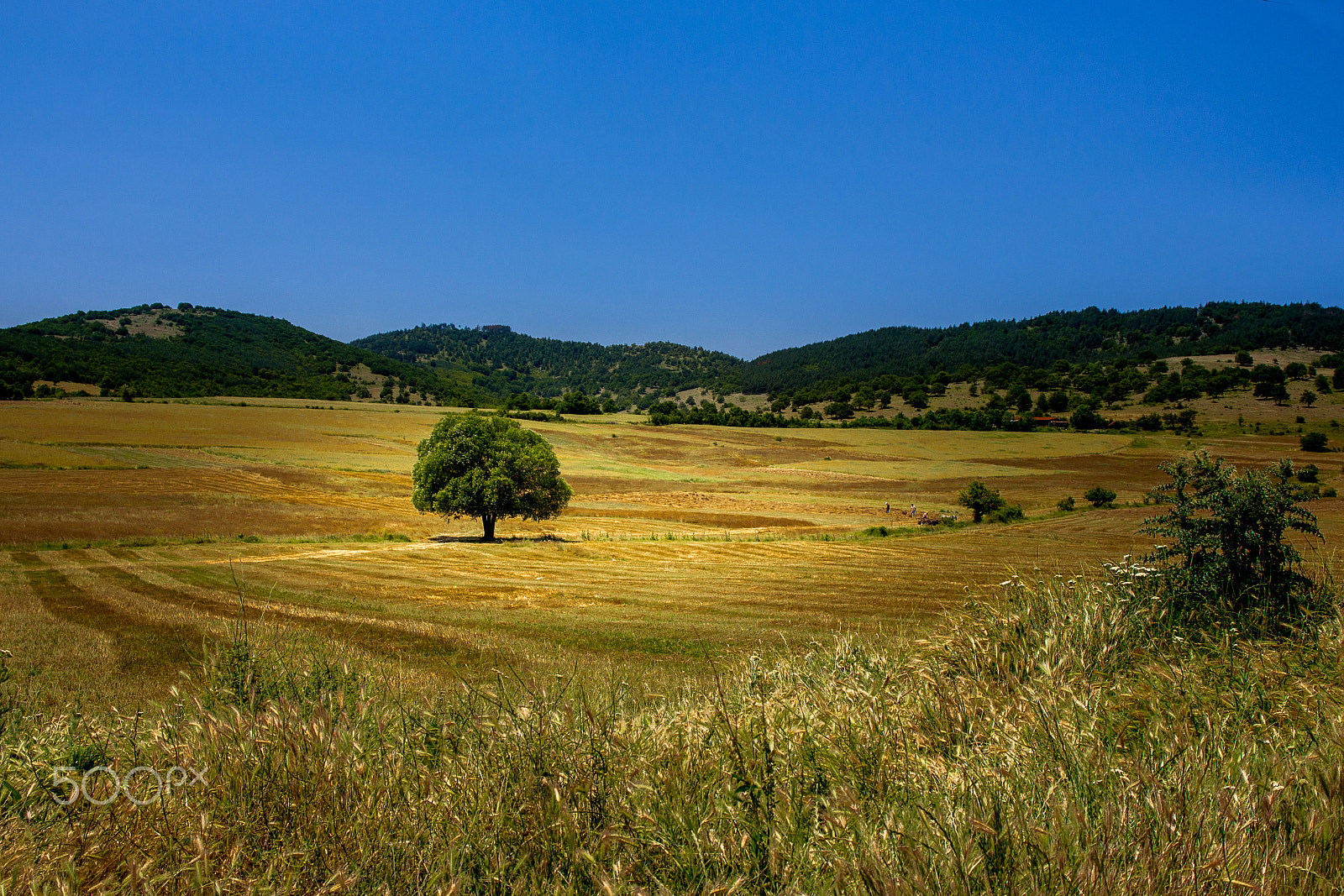 Sigma 17-70mm F2.8-4 DC Macro OS HSM sample photo. Lonely tree photography