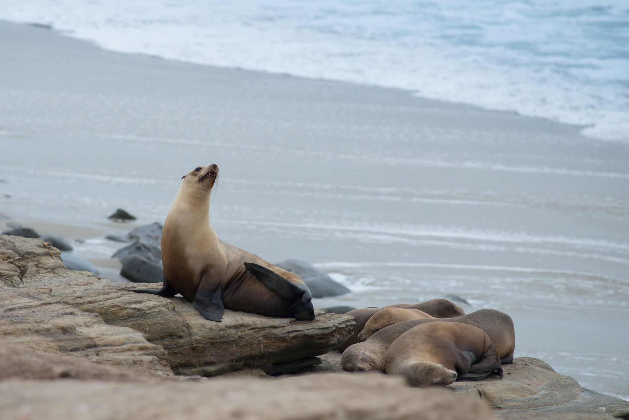 Nikon D800E + Nikon AF Nikkor 180mm F2.8D ED-IF sample photo. La jolla photography