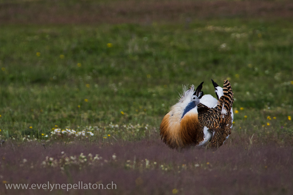 Canon EF 200-400mm F4L IS USM Extender 1.4x sample photo. Début de parade photography