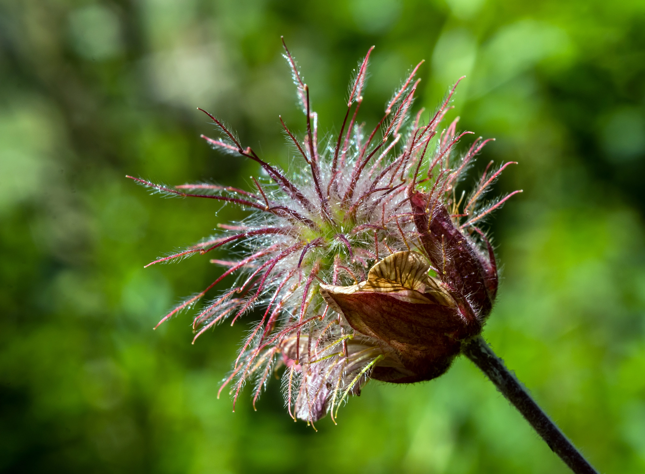 Nikon D7100 + AF Micro-Nikkor 60mm f/2.8 sample photo. Having a "bad hair day". photography