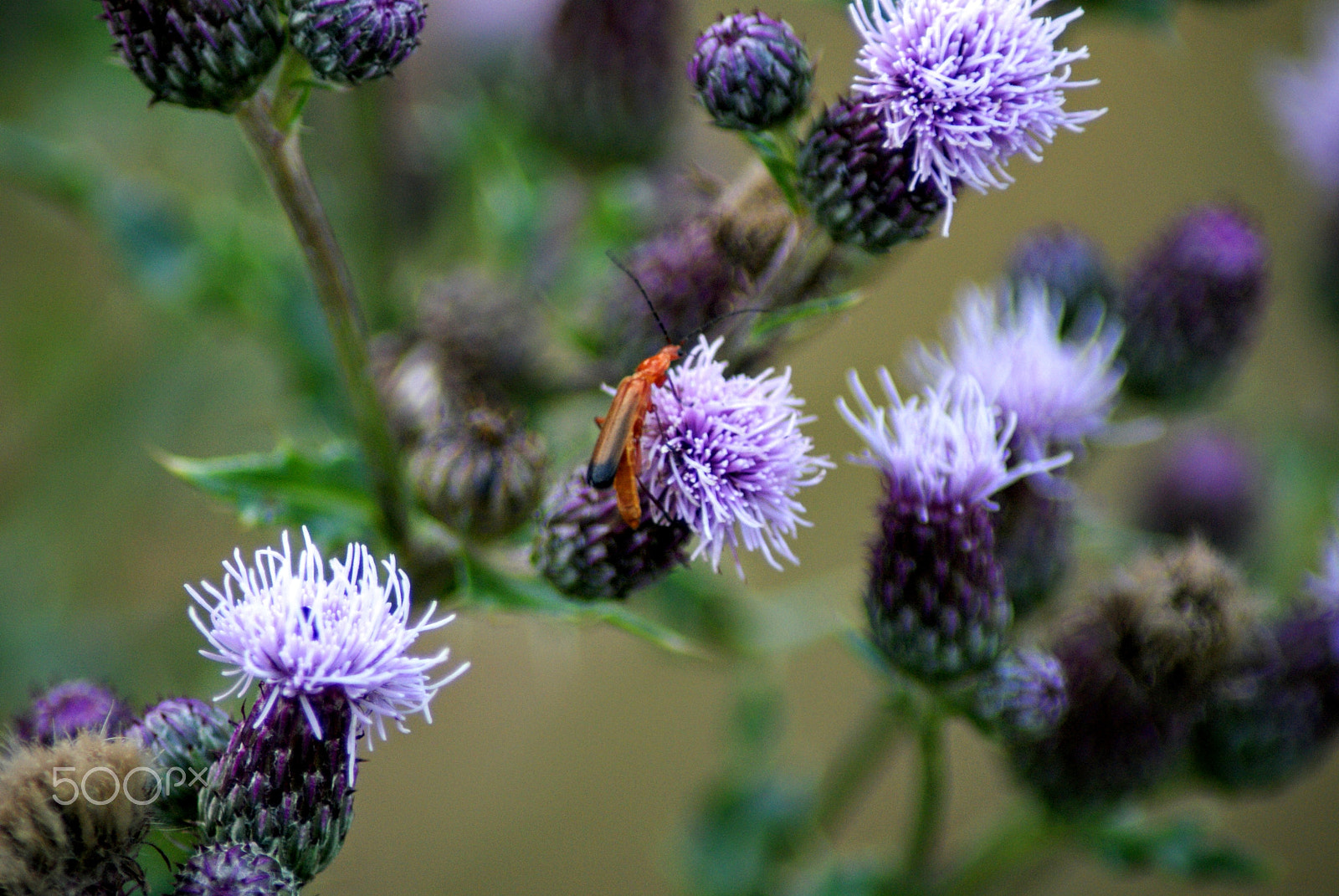 Sony Alpha DSLR-A200 + Tamron Lens (255) sample photo. Quest photography