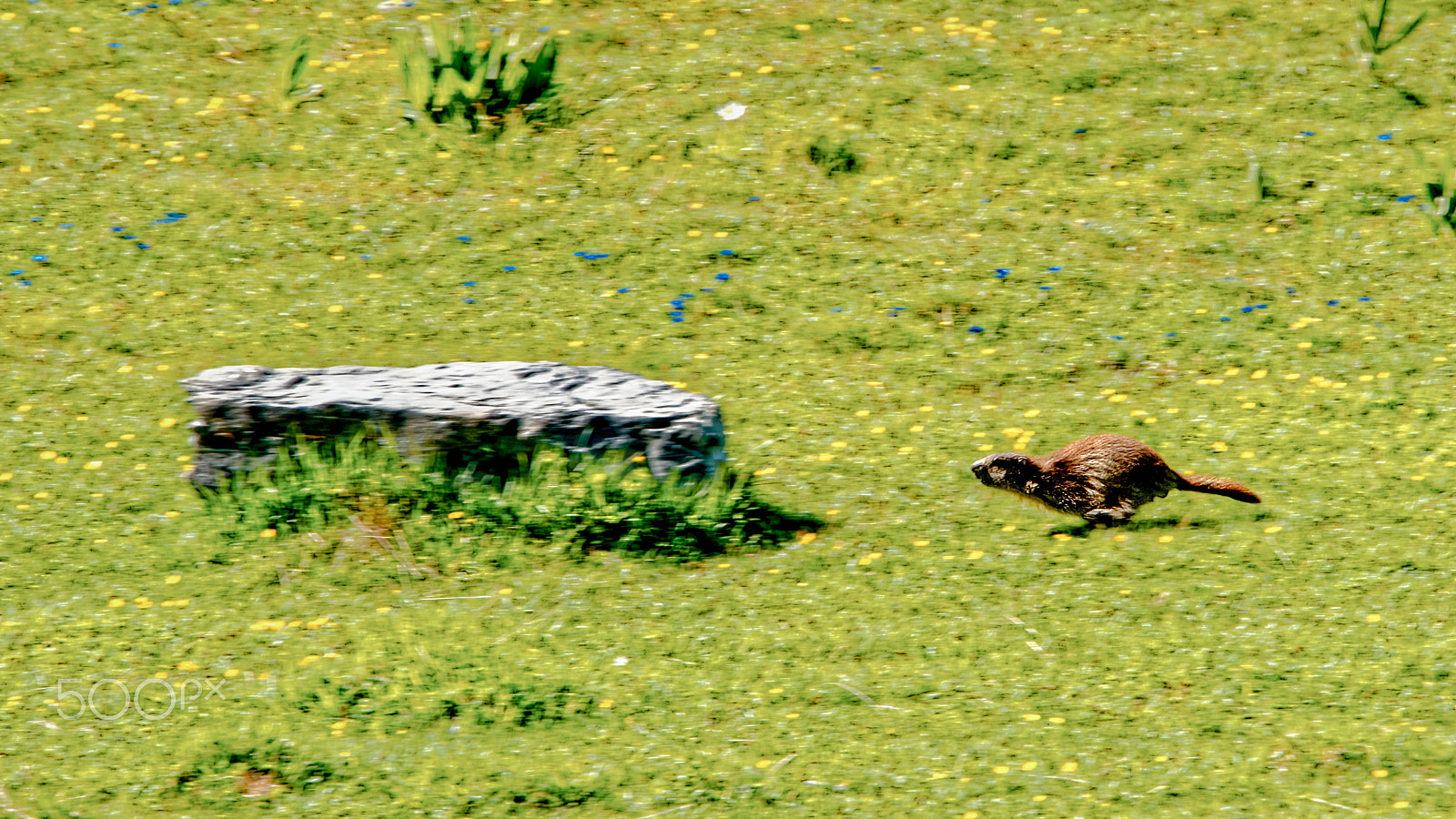 Nikon D3S sample photo. Groundhog day photography