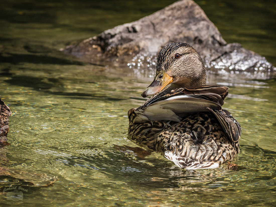 Olympus PEN E-PL7 sample photo. Duck photography