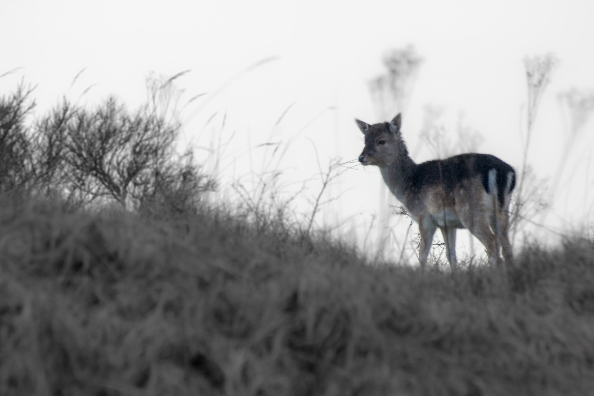 Sigma 70-300mm F4-5.6 APO DG Macro sample photo. Lost deer fawn photography