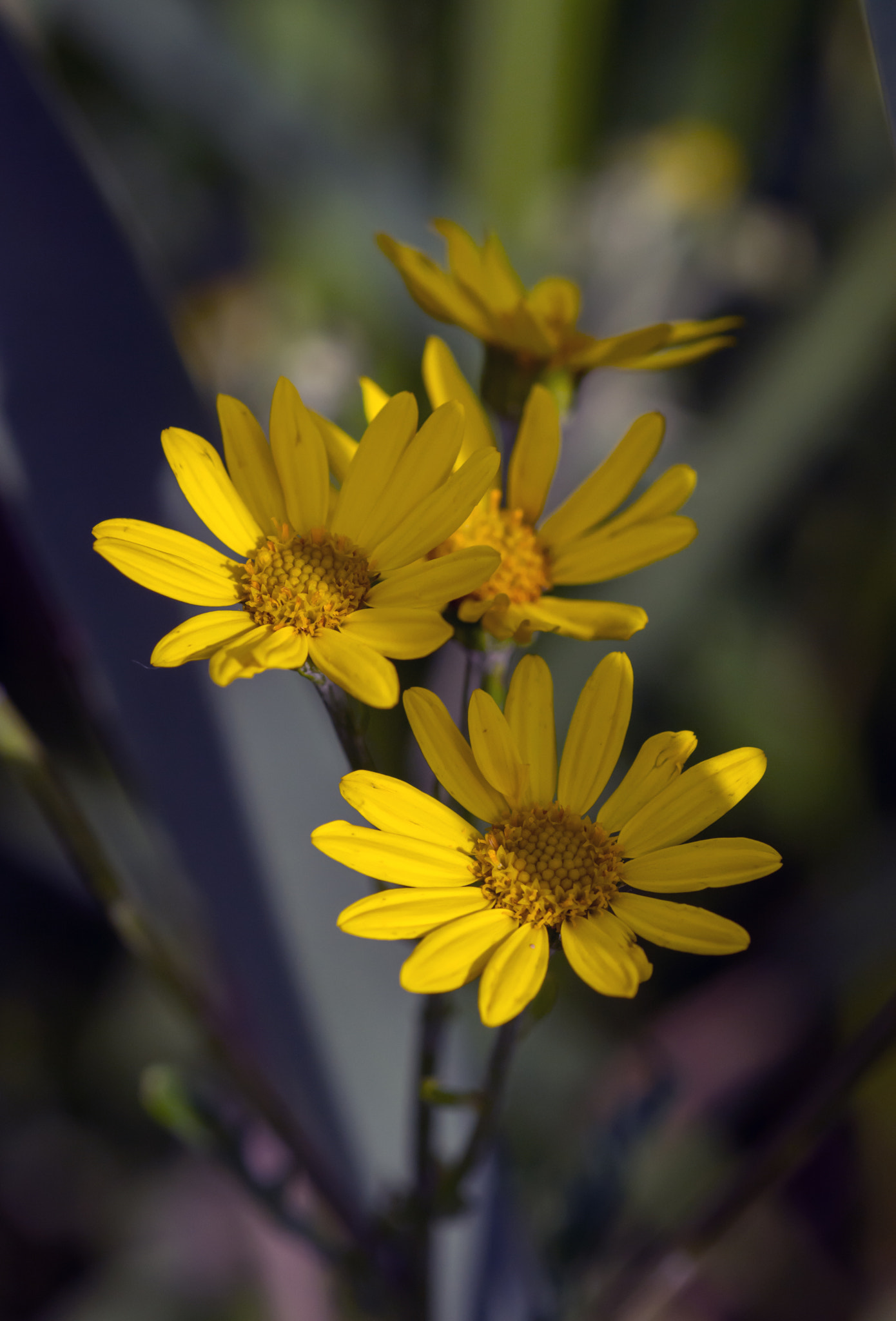 Nikon D7100 + AF Micro-Nikkor 60mm f/2.8 sample photo. Mellow yellow..... photography