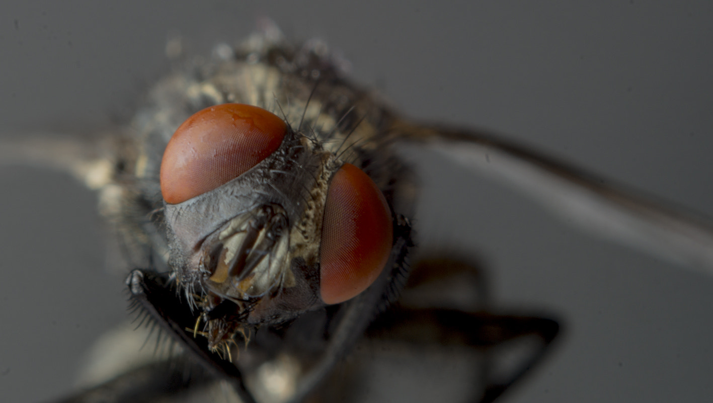 Sony SLT-A58 sample photo. Fly portrait photography