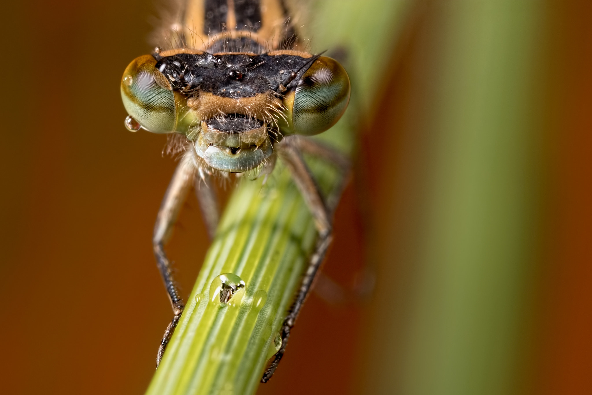 Canon MP-E 65mm F2.5 1-5x Macro Photo sample photo. Don't look down photography