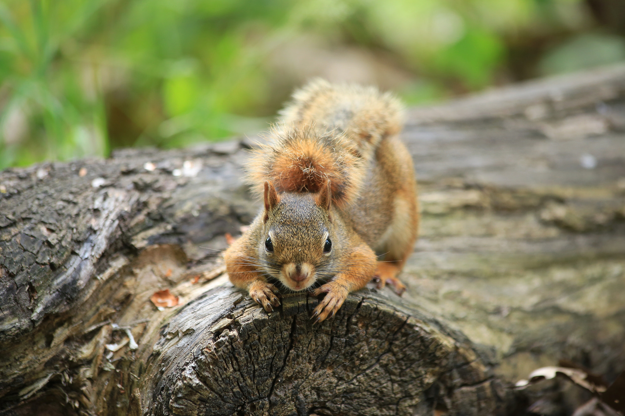 Canon EF 70-300mm F4-5.6 IS USM sample photo