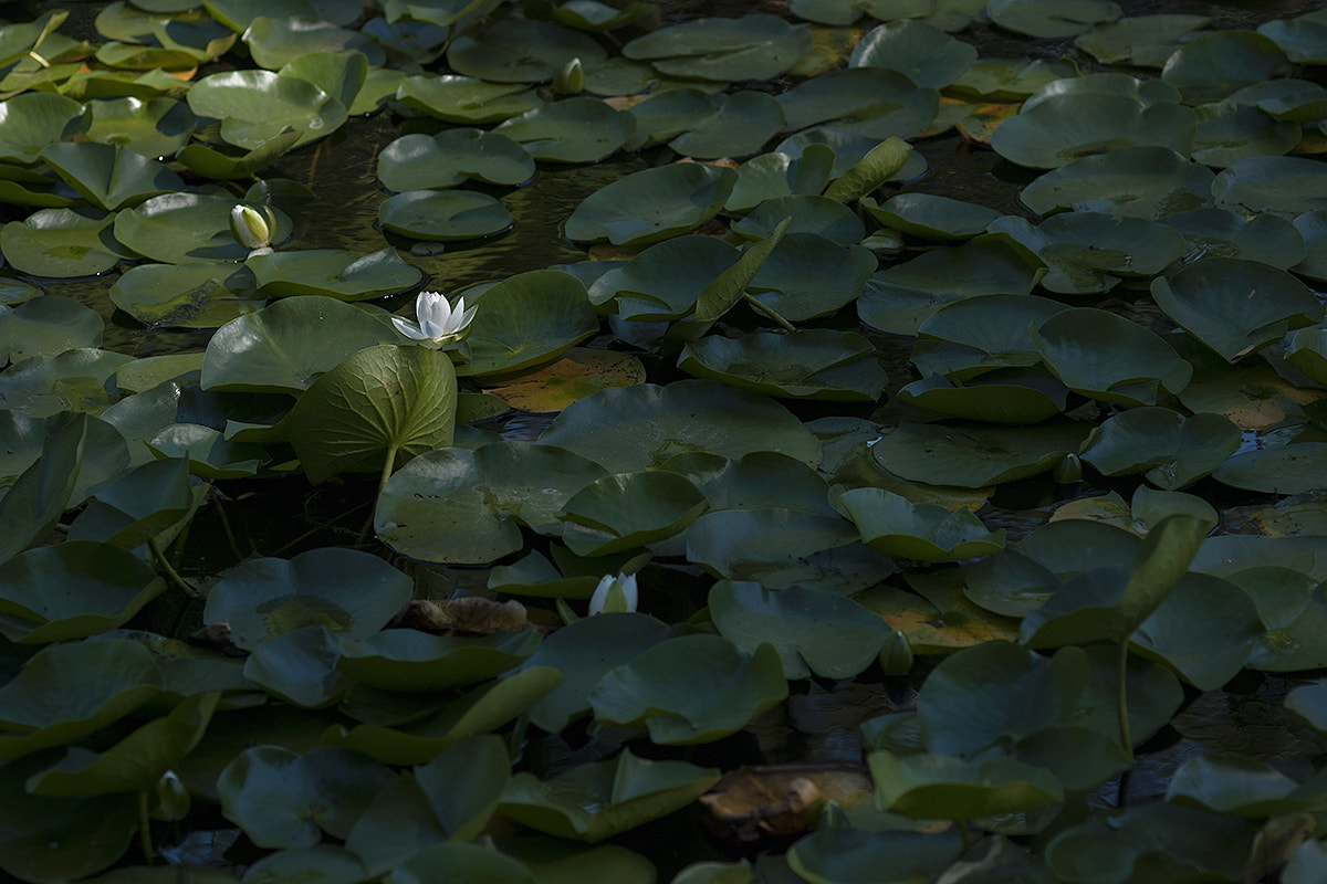 Nikon AF Nikkor 105mm F2D DC sample photo. Shaded photography
