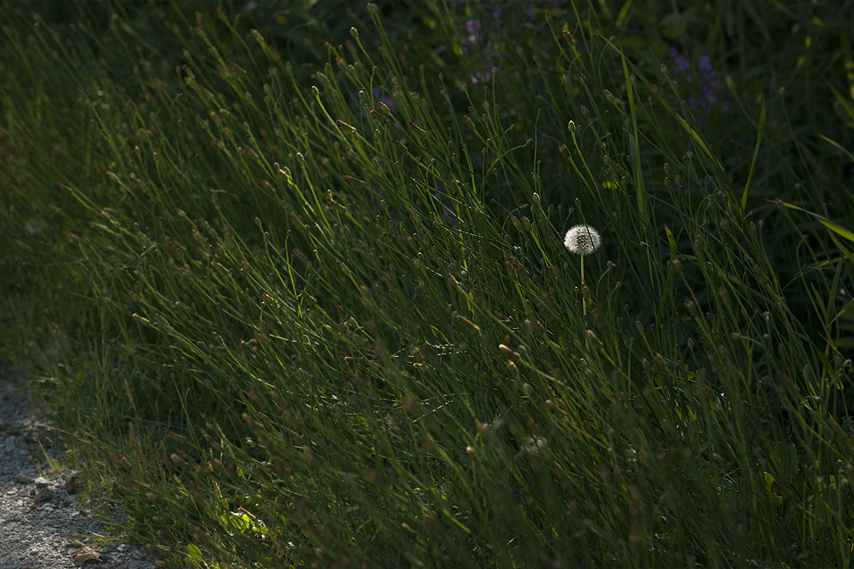 Nikon AF Nikkor 105mm F2D DC sample photo. Solidarity photography