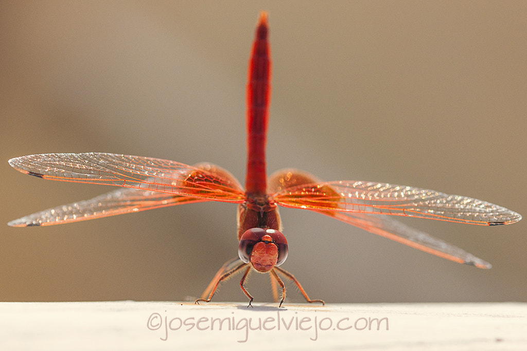 Sigma 105mm F2.8 EX DG OS HSM sample photo. Attack position. photography