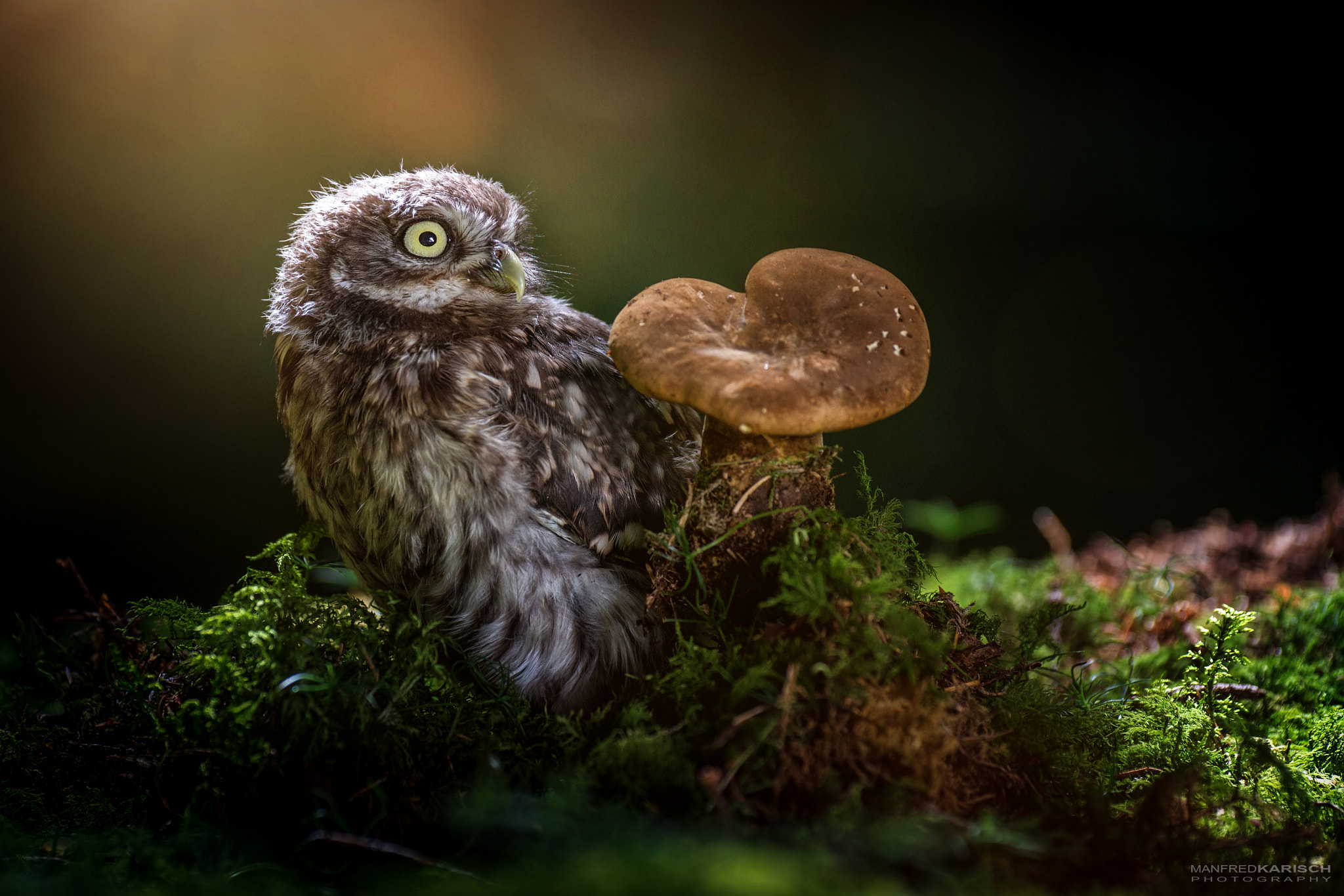Canon EF 200mm F2.8L II USM sample photo. Gonzo photography