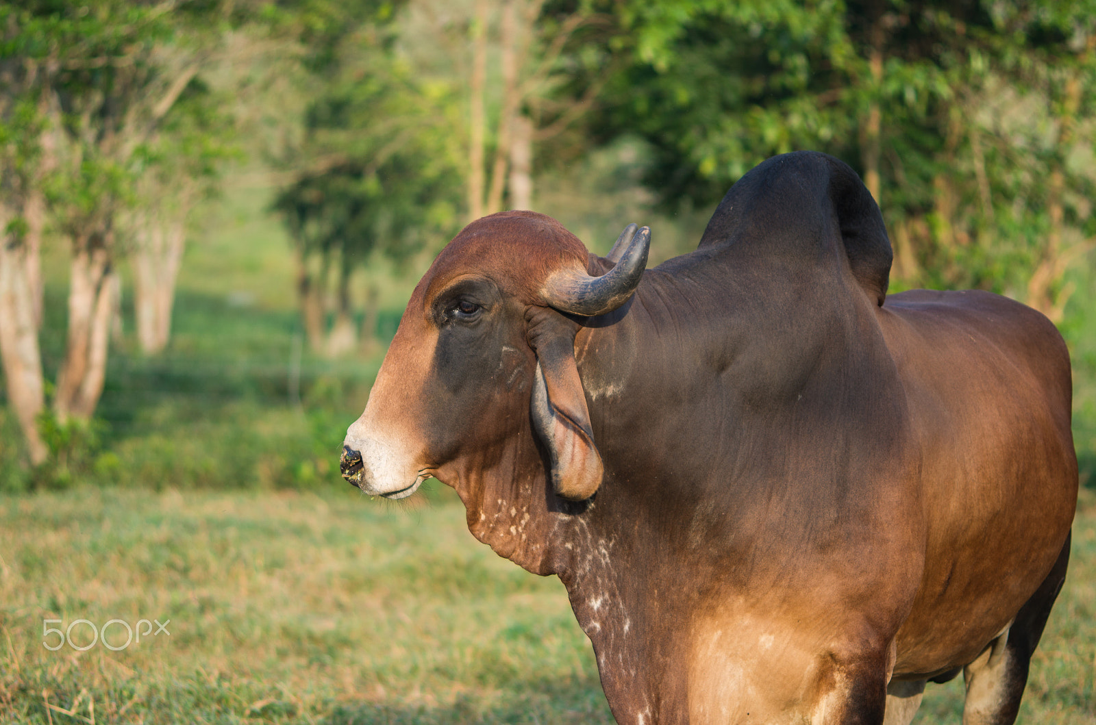 smc PENTAX-FA Macro 100mm F2.8 sample photo. Bull named segredo photography