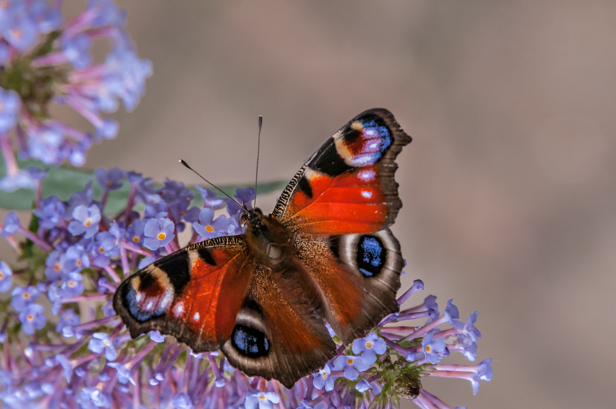 Nikon D300S sample photo. Aglais photography