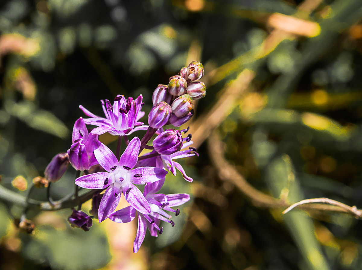 Olympus PEN E-PL5 + OLYMPUS M.12-50mm F3.5-6.3 sample photo. Scilla bifolia beautiful wild flower country photography