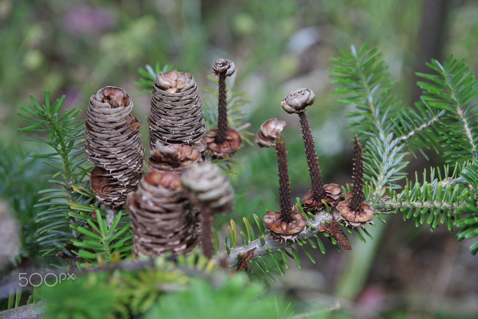 Sigma 17-70mm F2.8-4 DC Macro OS HSM sample photo. Someone had a feast of pinecones photography