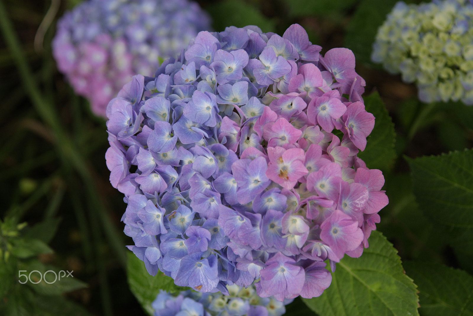 Sigma 17-70mm F2.8-4 DC Macro OS HSM sample photo. Pretty flower photography