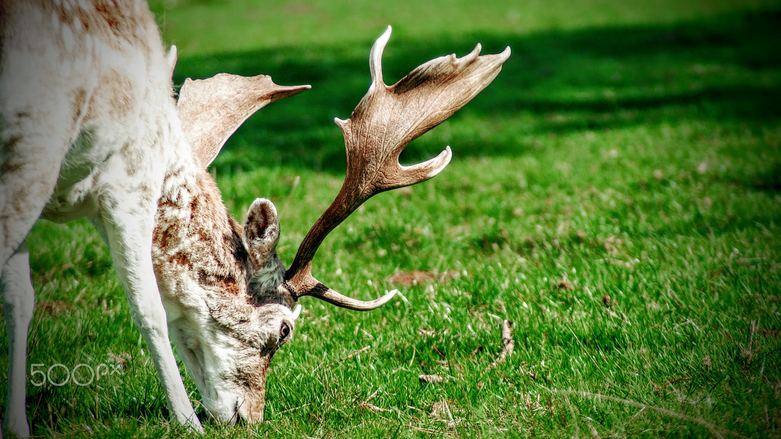 Sony Alpha DSLR-A200 + Tamron Lens (255) sample photo. Antler photography