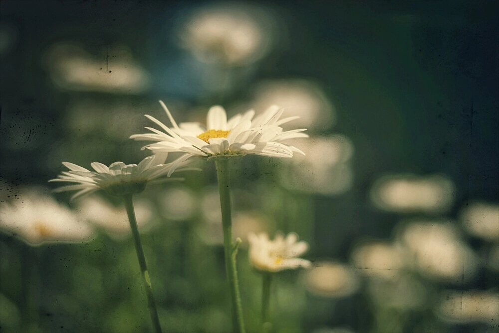 Nikon D80 + Nikon AF-S Nikkor 50mm F1.8G sample photo. Days with daisies  photography