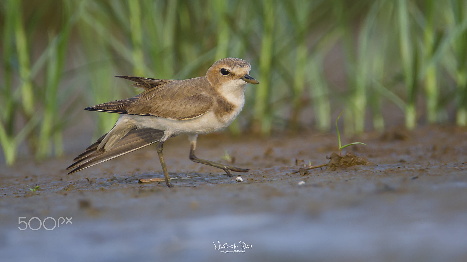 Nikon D5100 + Tamron SP 150-600mm F5-6.3 Di VC USD sample photo. Greater sand plover photography