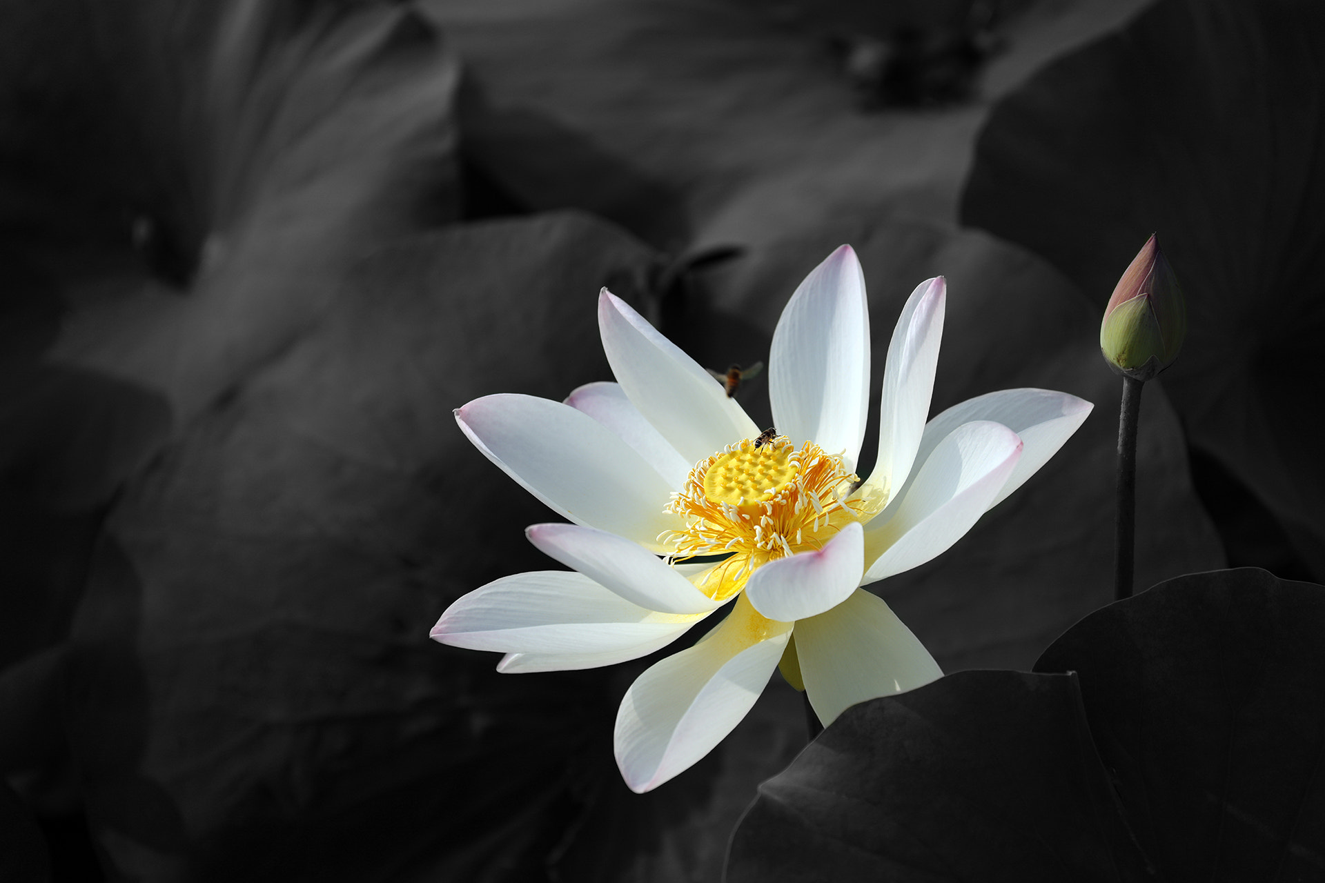 Canon EF 70-300mm F4-5.6L IS USM sample photo. Lotus flower photography
