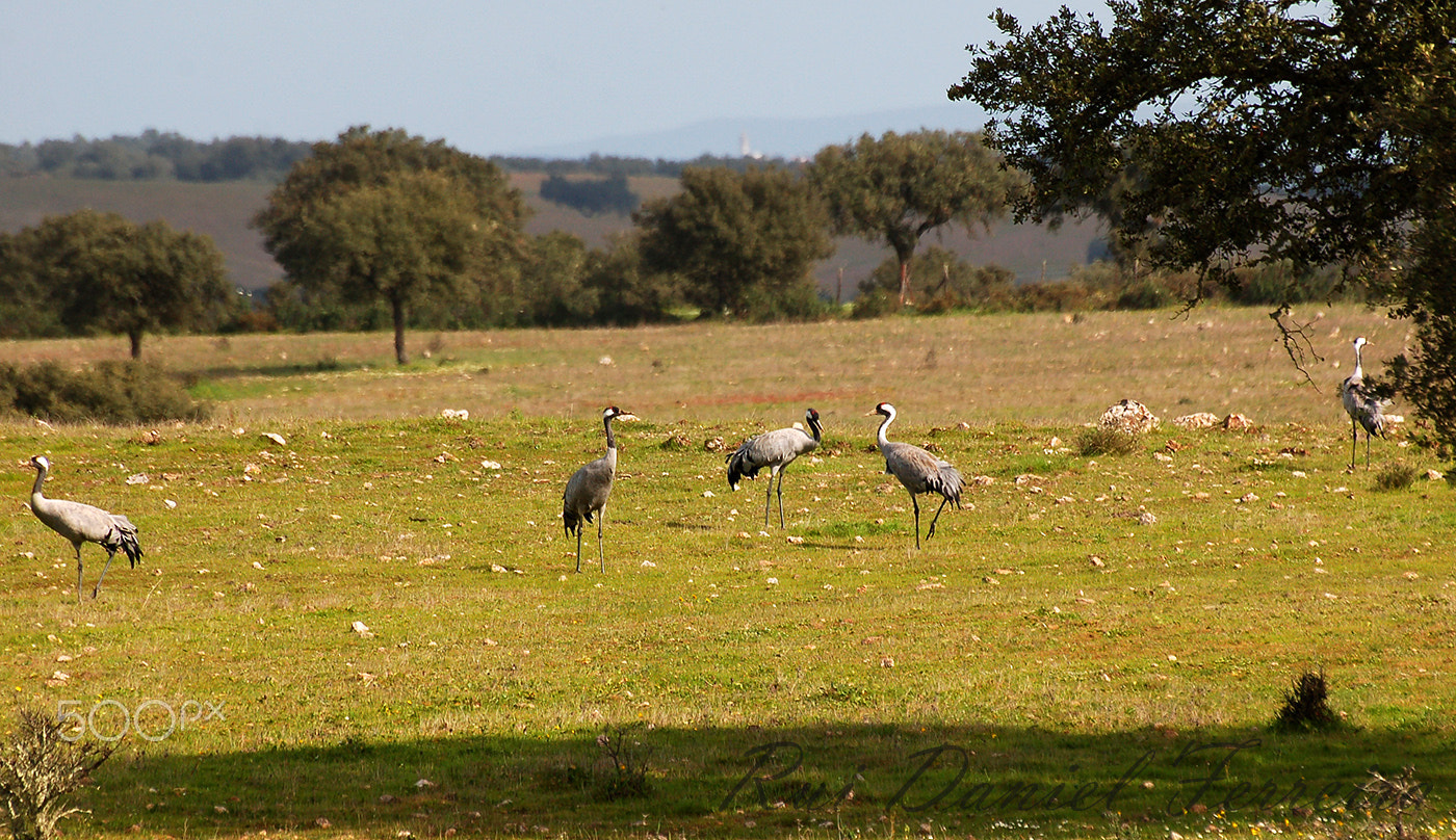 Nikon D50 sample photo. Grous (grus grus) photography