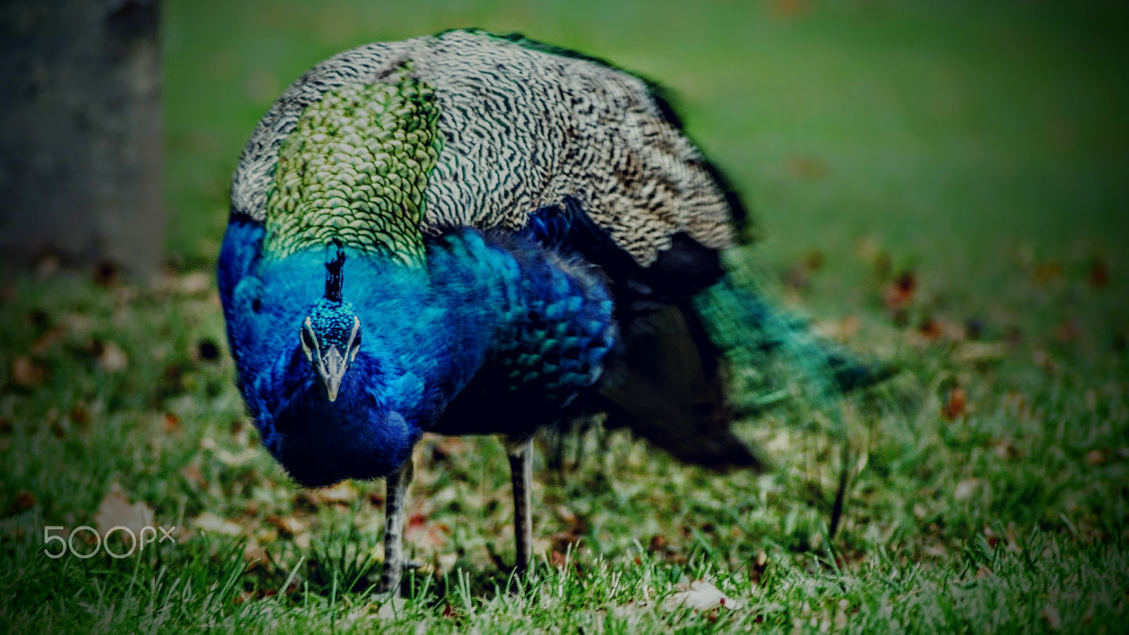 Sony Alpha DSLR-A200 + Tamron Lens (255) sample photo. Indian peafowl photography