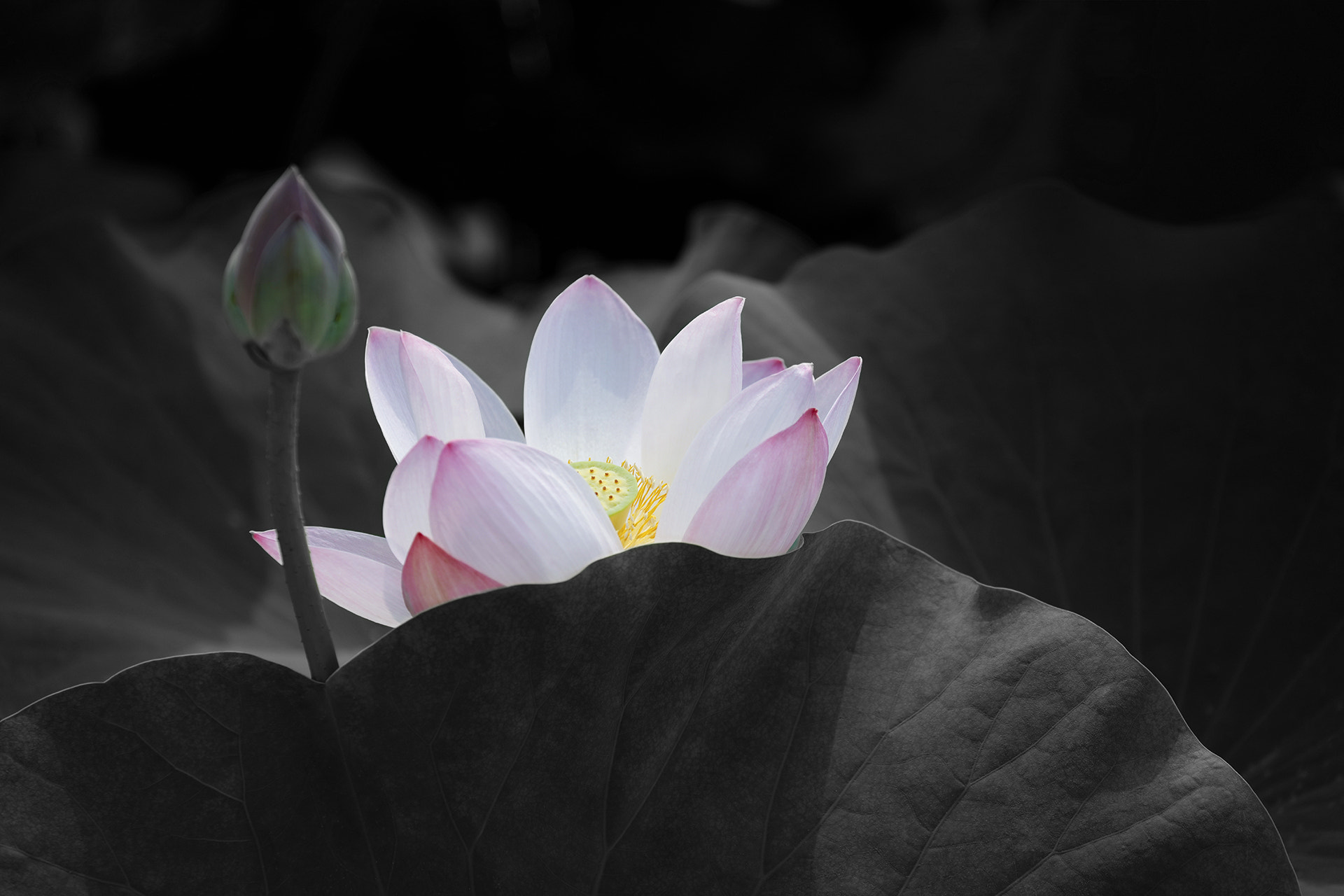 Canon EOS 5DS R + Canon EF 70-300mm F4-5.6L IS USM sample photo. Lotus flower photography