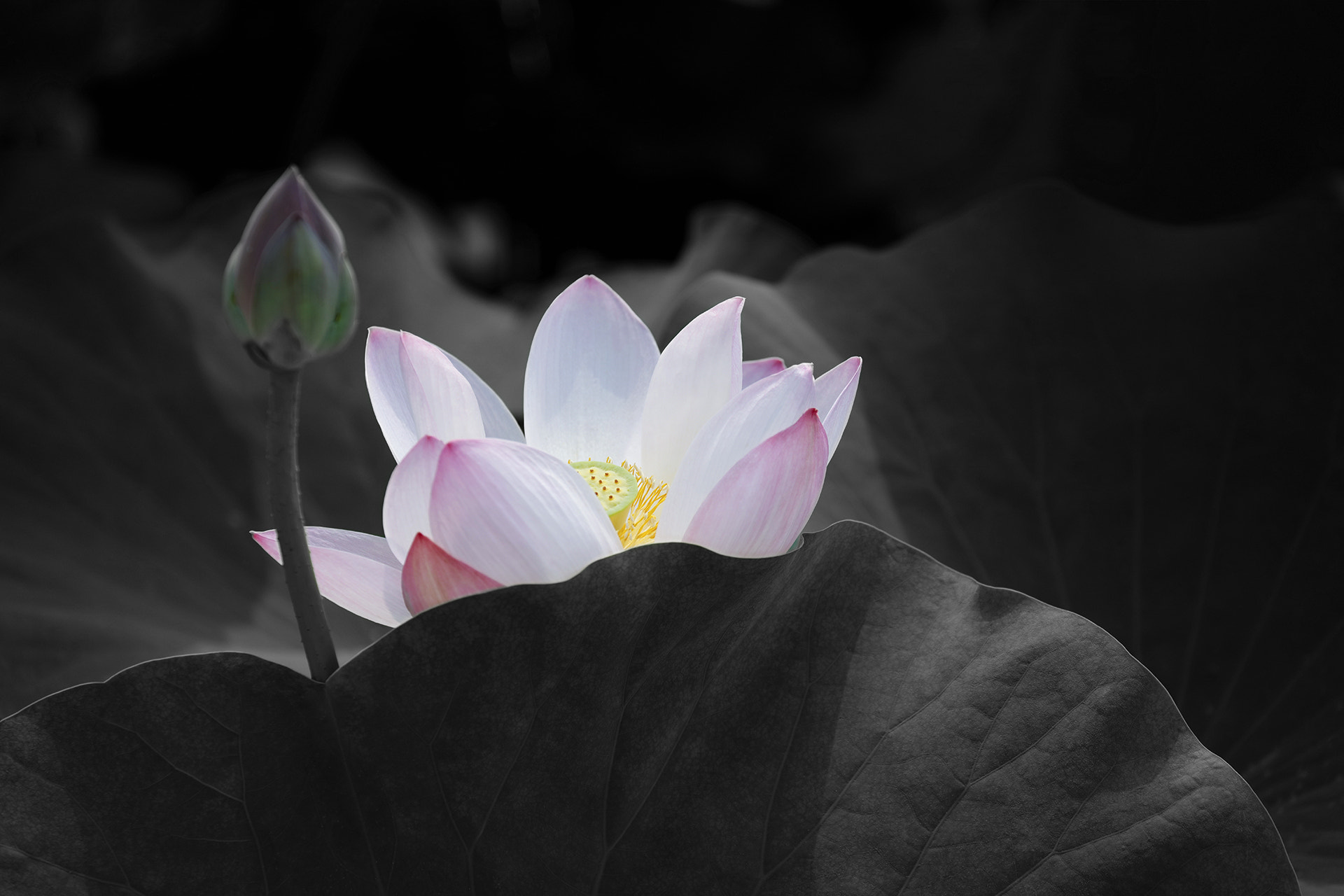 Canon EF 70-300mm F4-5.6L IS USM sample photo. Lotus flower photography