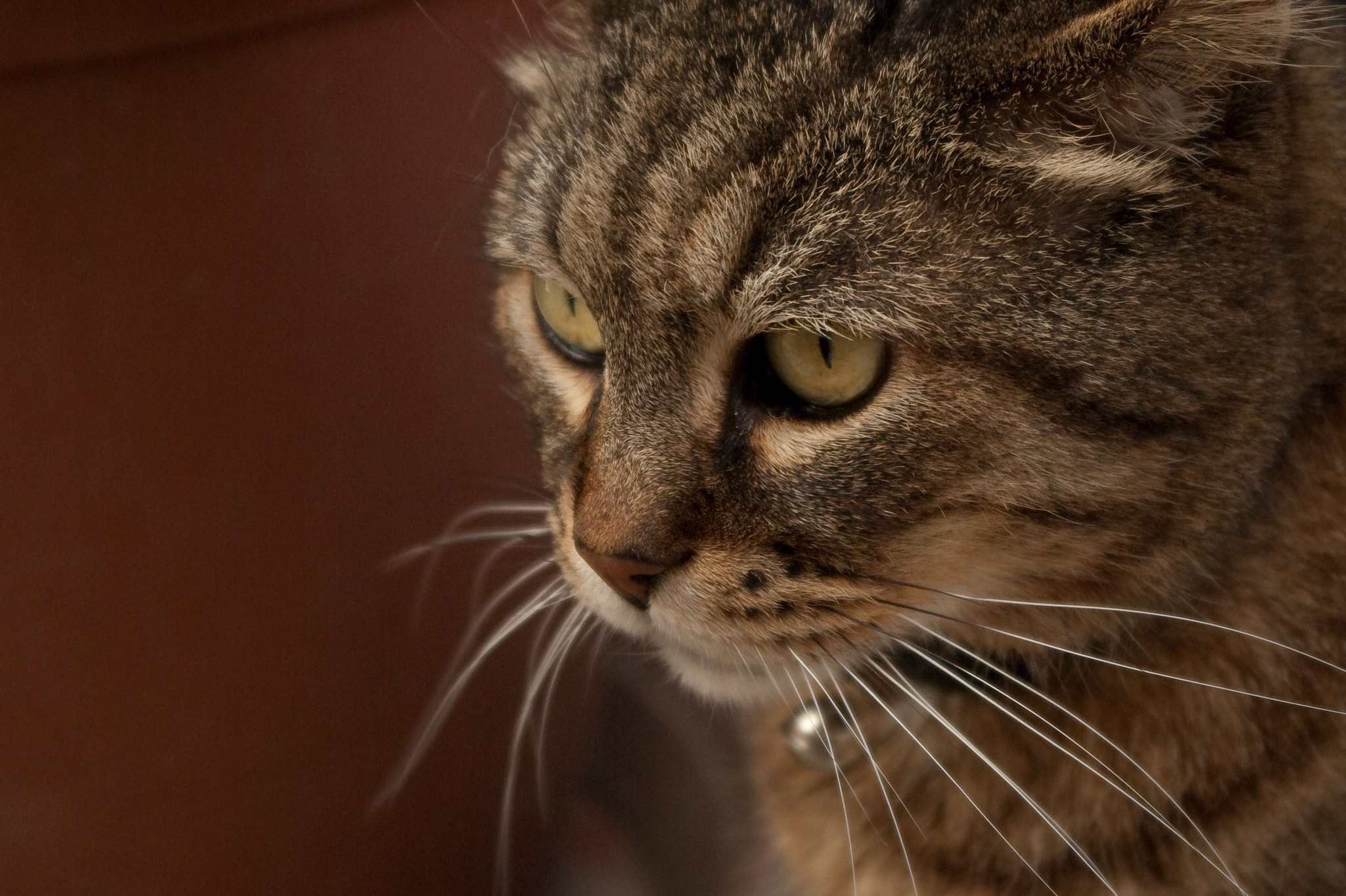 Pentax smc DA 18-55mm F3.5-5.6 ED AL II (IF) sample photo. The eye of the tiger! photography