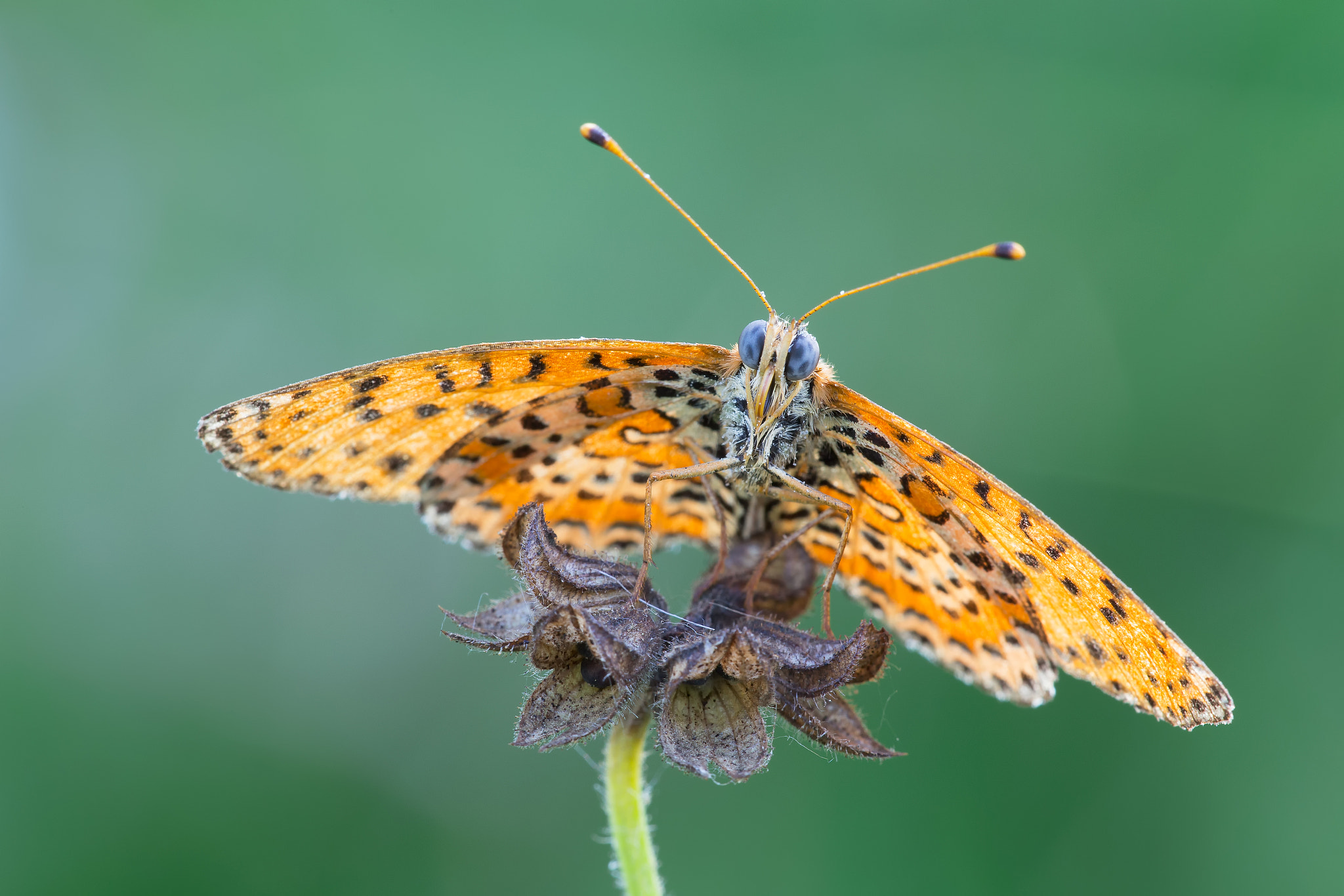 Canon EF 180mm F3.5L Macro USM sample photo. Melitaea didyma photography