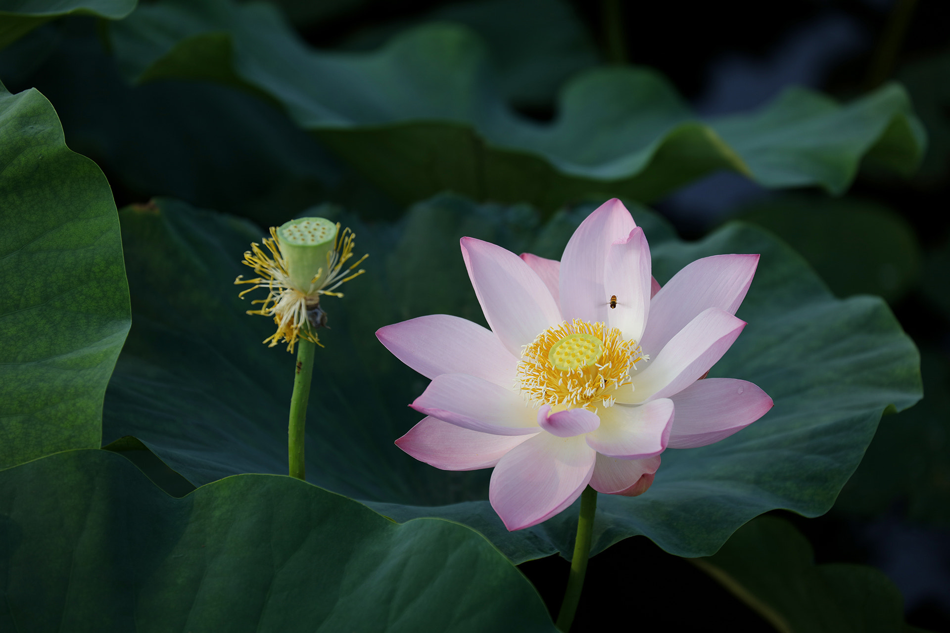 Canon EF 70-300mm F4-5.6L IS USM sample photo. Lotus flower photography