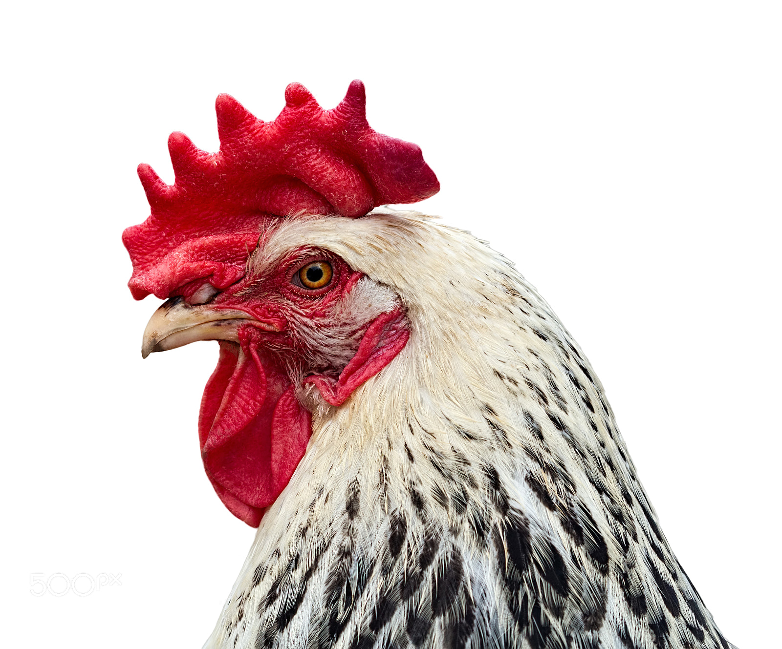 Canon EOS 650D (EOS Rebel T4i / EOS Kiss X6i) + Canon EF 100mm F2.8 Macro USM sample photo. Chicken portrait in profile isolated on white photography