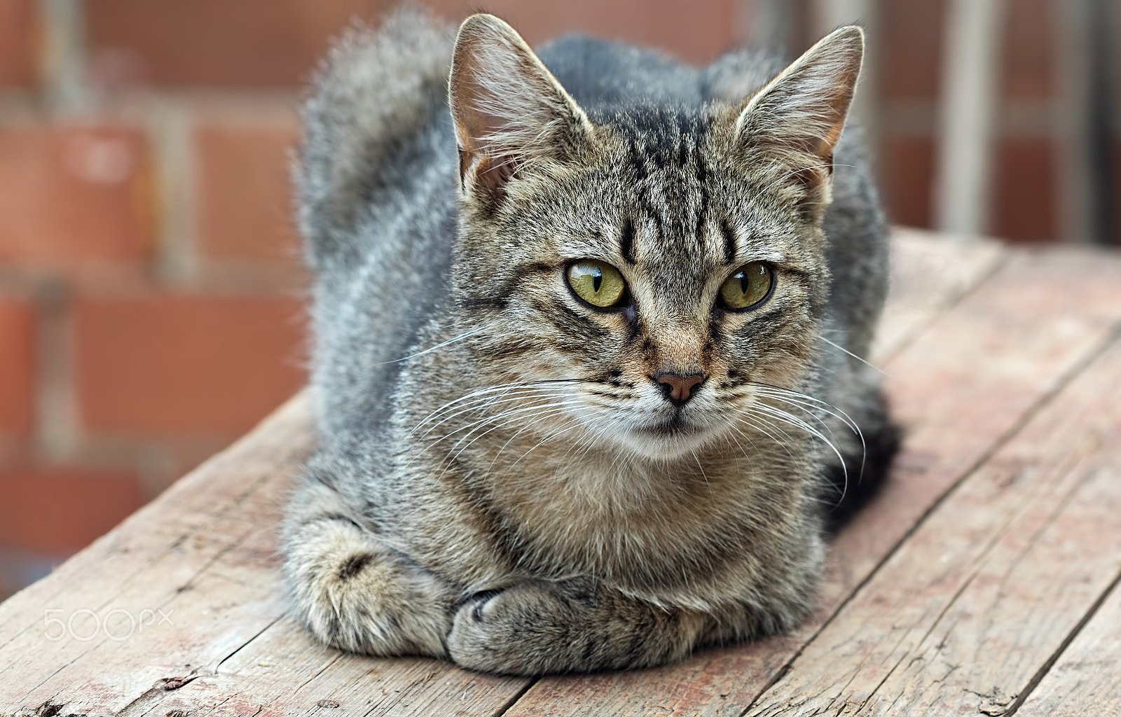 Canon EF 100mm F2.8 Macro USM sample photo. Purebred gray striped cat lying on a wooden table photography