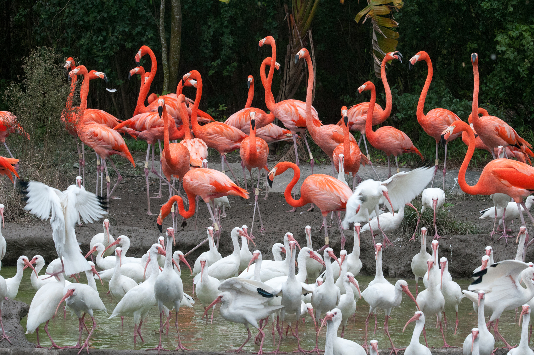 Nikon D300S sample photo. Flamingo photography